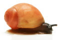 Archachatina marginata grevillei Cameroon juvenil